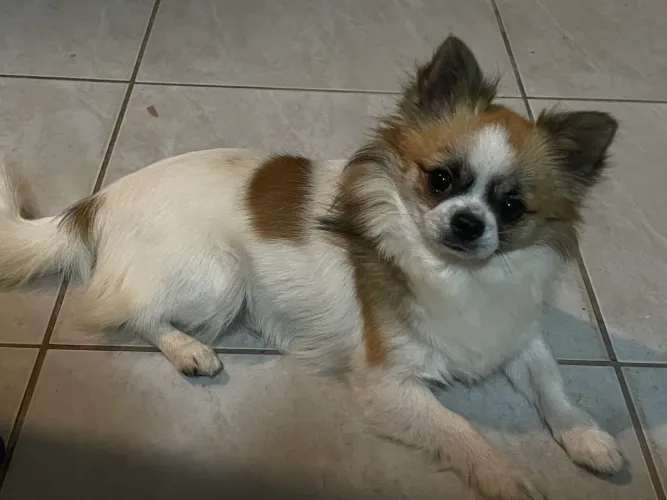 Chiuhuahua para cruza