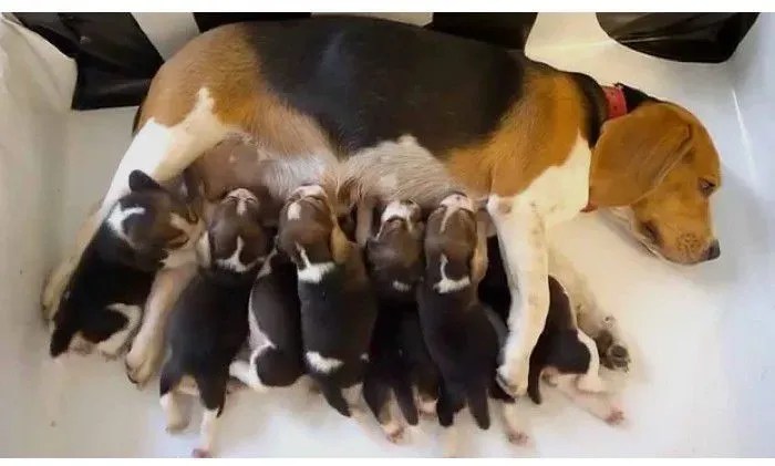 Filhotes de Beagles machos e fêmeas