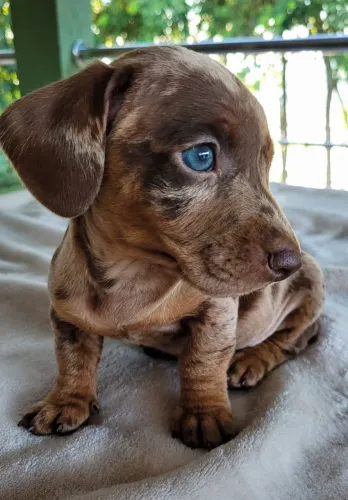 Filhote Dachshund arlequim chocolate.