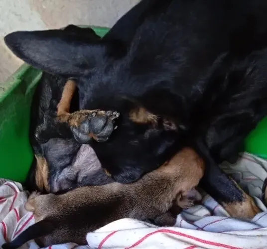 Vende-se família de Pinscher, pai, mãe e filha 