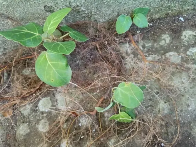 Mudas de Figueira da Índia beleza e sofisticação