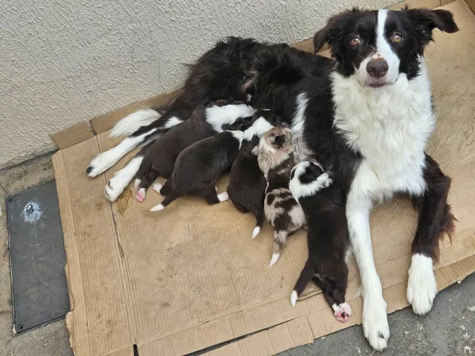 Border Collie