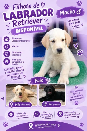 FILHOTE DE LABRADOR RETRIEVER MACHO À VENDA 450! ?