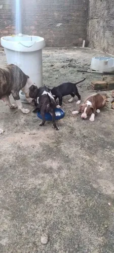 Vende-se filhotes de Pitbull