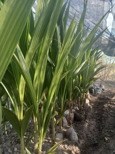 Coco anão precoce