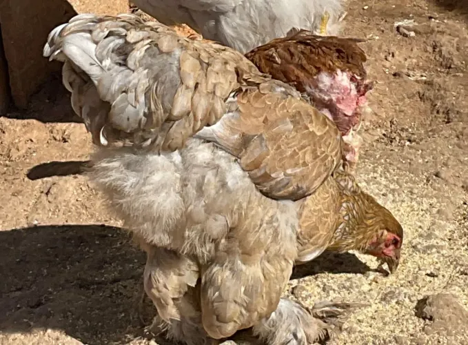 GSB/ Brahma