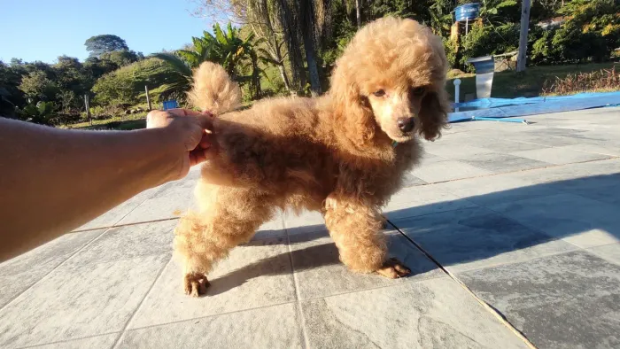 Espetacular Filhote Poodle Toy Red macho p/ reprodução, 3 meses excelência em poodles