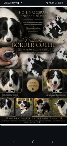 Filhotes de Border collie