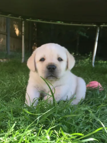 Labrador Retriever,Labrador Retriever Filhote Disponível com Facilidade na Entrega