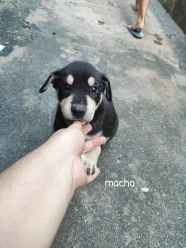 Doação de filhotes de cachorro 