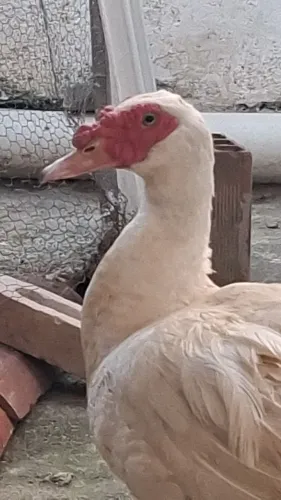 Vendo Pato macho já adulto