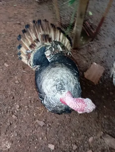 Peru macho