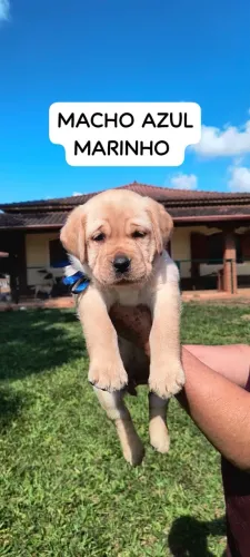 Filhotes de Labrador