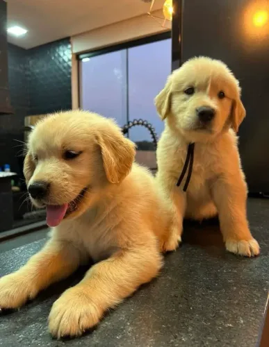 Golden Retriever