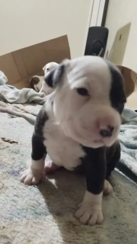 Pitbull
