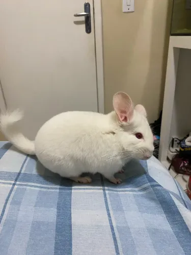 2 chinchilas fêmeas!