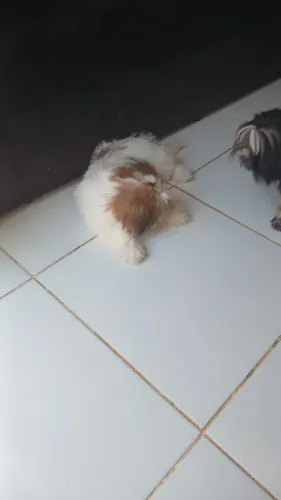 Shih tzu olhos claros
