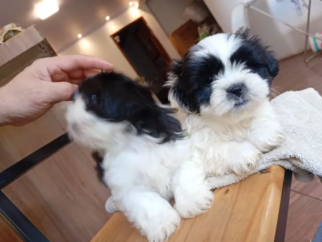 Filhotes Lhasa Apso 