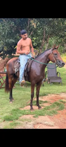 Potra egua genuíno de picado 