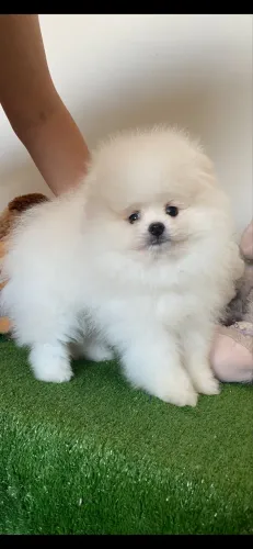 Spitz Alemão 