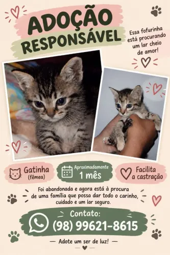 GATINHA PARA ADOÇÃO, FACILITA CASTRAÇÃO