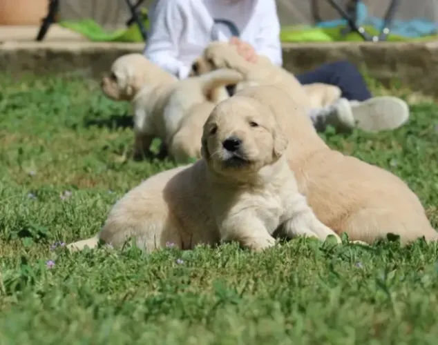 Golden Retriever - Filhotes à Venda com Atendimento Presencial