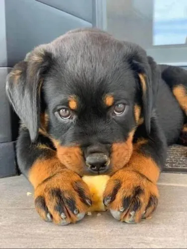 Filhote rottweiler, A felicidade tem patas fofinhas e olhos brilhantes!