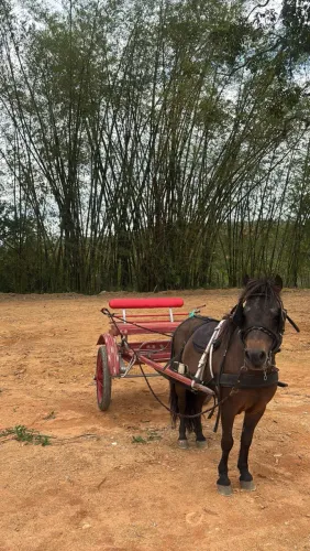 Vendo Ponei castrado? Muito manso pra criança sertinho na charrete