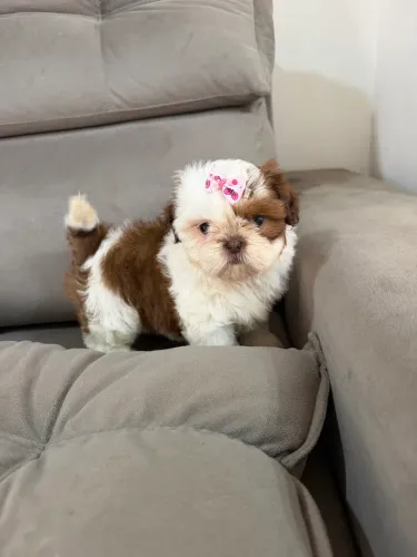 Shihtzu fêmea