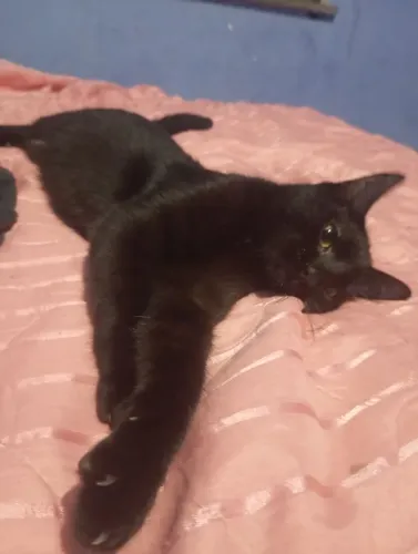 Gata fêmea para adoção 