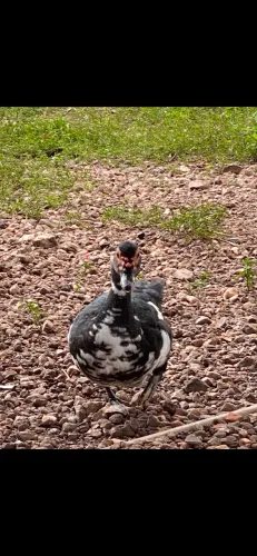 Pato 