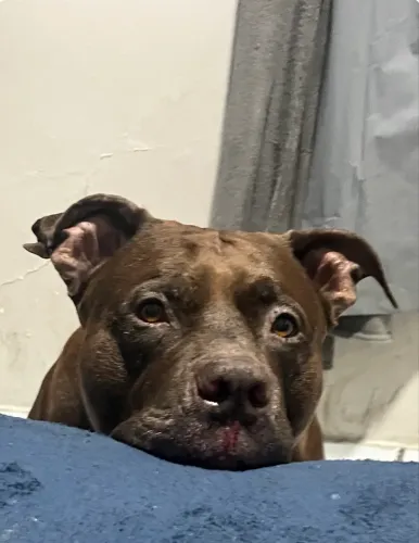 Pit Bull Procura uma fêmea