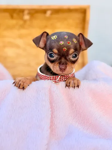 Chihuahua fêmea chocolate com pedigree Liberty