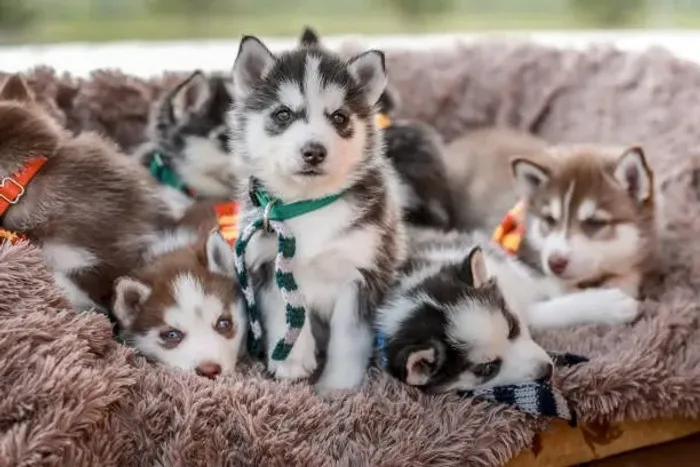 Husky Siberiano de Excelente Qualidade ?
