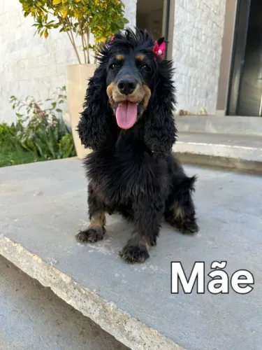 Cocker Spaniel Inglês