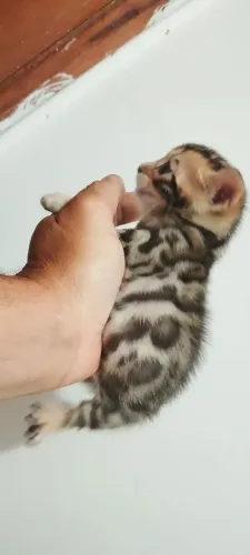Gato bengal 
