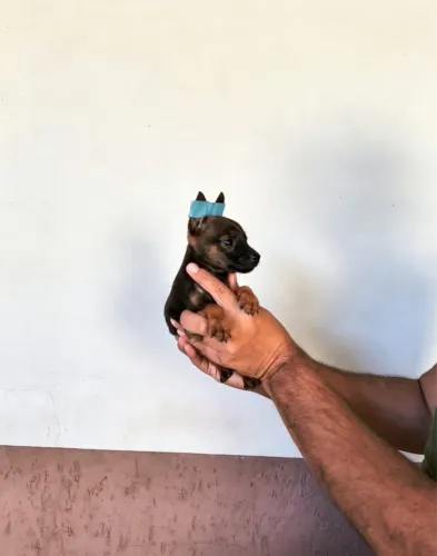 Pinscher