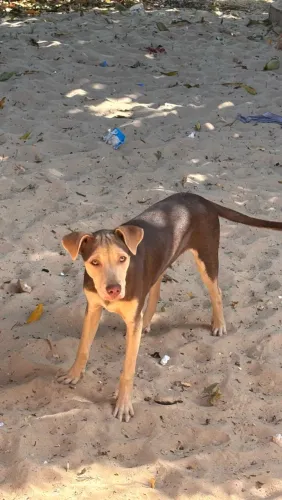 Cachorro SRD adoção