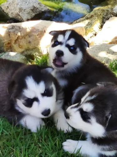 Husky siberiano filhote disponivel