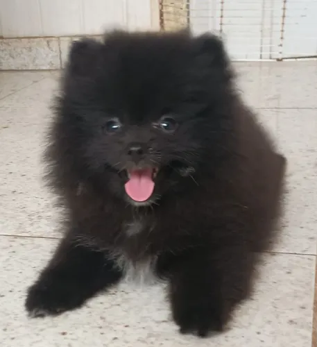 Fêmea Black Lulu da Pomerânia alto padrão de linhagem importada ursinha