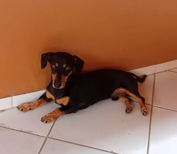 Doa se um cachorro porte pequeno médio