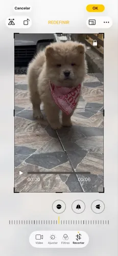 Chow Chow machinho 