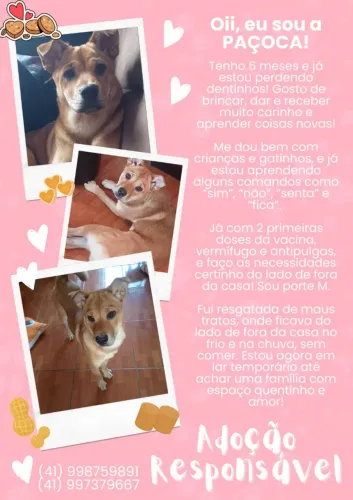 Um lar para a Paçoca!