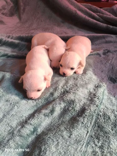Vendo Chihuahua Pelo curto 