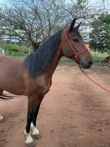 Vendo cavalo