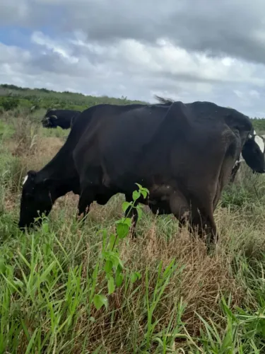 Vacas leiteiras à venda