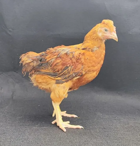 Frangos Raça GSB (Galinha Sertaneja Balão)