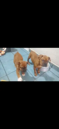 Boxer filhotes