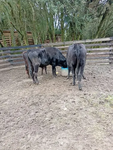 Vendo os 3 sendo 2 novilhas e 1 boi