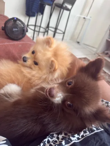 Lulu da pomerania/Spitz 